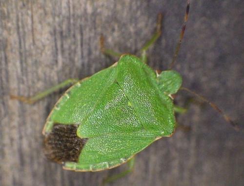 Palomena prasina